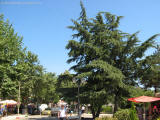 cernomorec