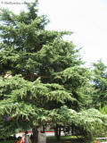 kazanlak 4089 cedr
