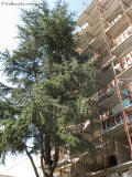 kytky blagoevgrad cedr 6503