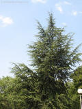 kytky zlate pisky cedr 2801