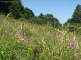 stara planina 4471 louka