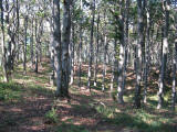 uzana 5125 bukovy les