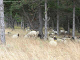 zivocichove achtopol ovce v lese 3518