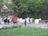 zivocichove kozy bulharsko 4020