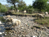 zivocichove ovce rila 6625